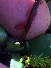 Micranthes razshivinii