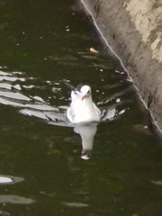Chroicocephalus ridibundus