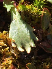 Micranthes razshivinii