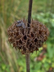 Leonotis