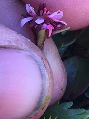 Micranthes razshivinii