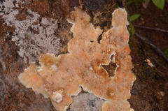 Leucogyrophana mollusca