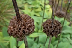 Leonotis