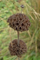 Leonotis
