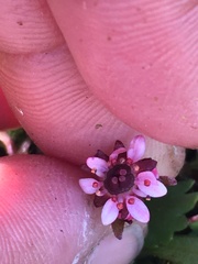 Micranthes razshivinii