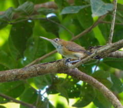 Ramphocaenus melanurus