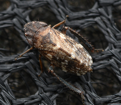 Planaphrodes