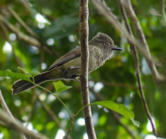 Rhytipterna simplex simplex