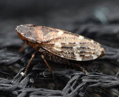 Planaphrodes