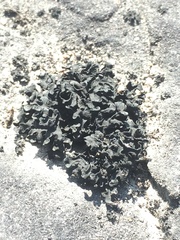 Lathagrium undulatum