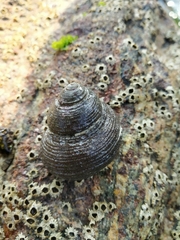 Euchelus asper
