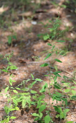 Chenopodium standleyanum