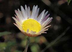 Helichrysum wilmsii
