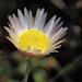 Helichrysum wilmsii - Photo (c) Wynand Uys, μερικά δικαιώματα διατηρούνται (CC BY), uploaded by Wynand Uys