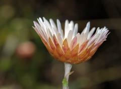 Helichrysum wilmsii