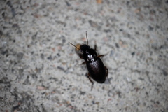 Harpalus