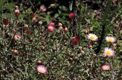 Helichrysum wilmsii