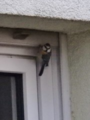 Cyanistes caeruleus