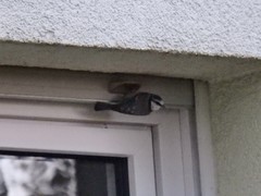 Cyanistes caeruleus