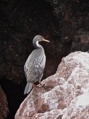 Poikilocarbo gaimardi