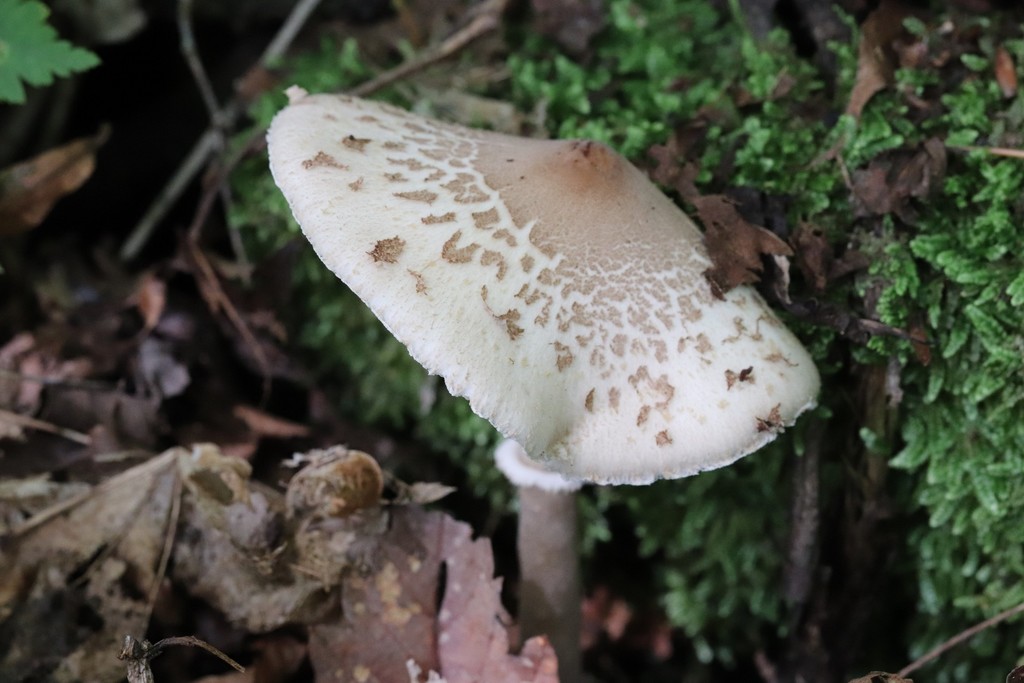 Macrolepiota mastoidea · August 2021 · photo: © ninacourlee (iNaturalist, cc-by)