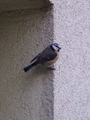 Cyanistes caeruleus