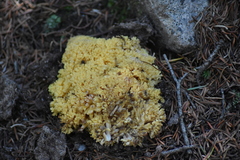 Ramaria flava