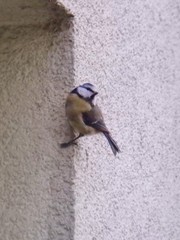 Cyanistes caeruleus