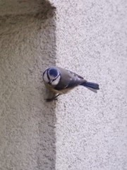 Cyanistes caeruleus