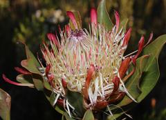 Protea susannae