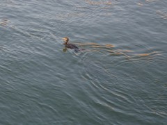 Phalacrocorax carbo