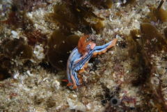 Chromodoris hamiltoni