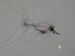 Phalacrocorax carbo