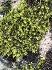 Racomitrium venustum