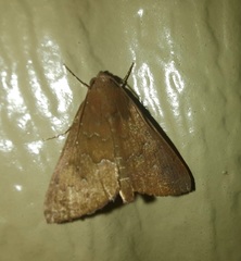 Anomis illita