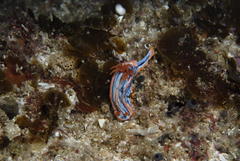 Chromodoris hamiltoni