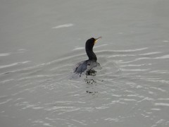 Phalacrocorax carbo