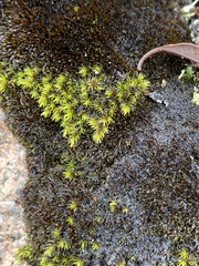 Racomitrium venustum