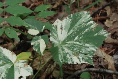 Acer tegmentosum