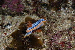 Chromodoris hamiltoni