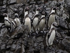 Spheniscus humboldti