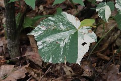 Acer tegmentosum