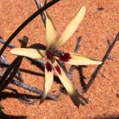 Babiana brachystachys