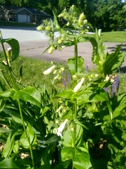 Penstemon digitalis