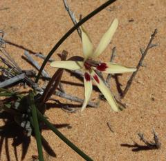 Babiana brachystachys