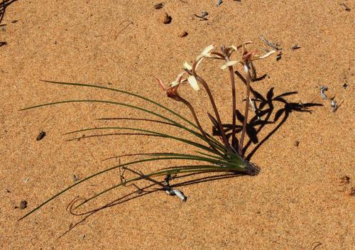 Babiana brachystachys