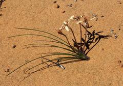 Babiana brachystachys