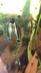 Otocinclus