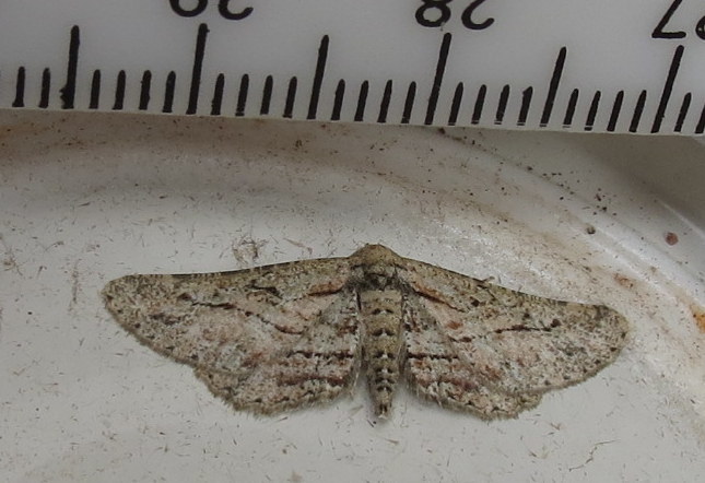 Hypomecis gladstonei