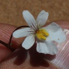 Nemesia bicornis